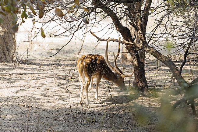 Keoladeo national park-161